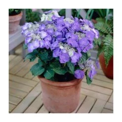 40cm Hydrangea macrophylla 'Teller Blue' | 5L Pot | Stunning Blue Blooms | Ornamental Shrub