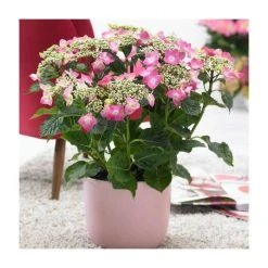 40cm Hydrangea macrophylla 'Teller Pink' | 5L Pot | Vibrant Pink Blooms | Ornamental Shrubs