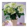 40cm Hydrangea macrophylla 'Teller White' | 5L Pot | Hardy Ornamental Shrub