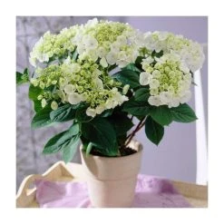40cm Hydrangea macrophylla 'Teller White' | 5L Pot | Hardy Ornamental Shrub