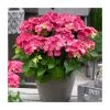 Hydrangea Forever & Ever | White and Red Mix | 5L Pot | Flowering Shrubs for Garden -September Plants Shop PL925668 main image aa25