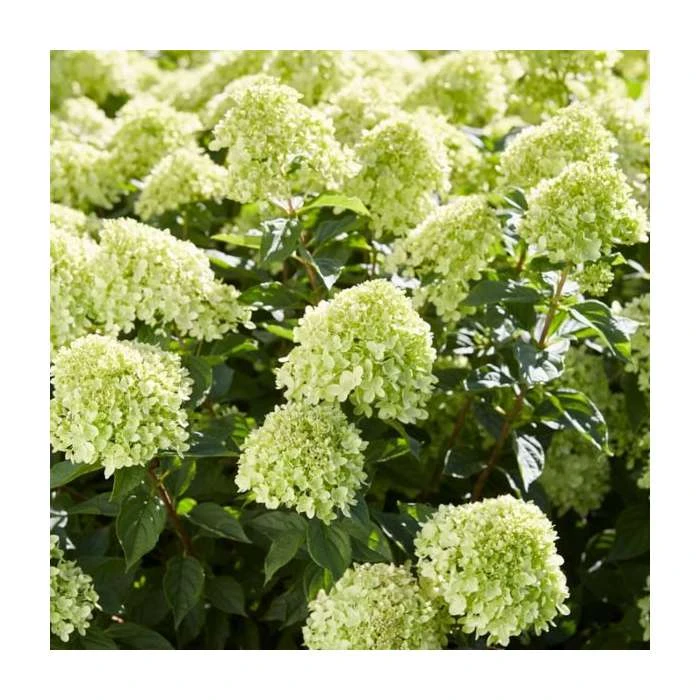 Hydrangea Forever & Ever 'Lime Green' | 5L Pot | Vibrant Ornamental Shrub 4 Hydrangea Forever & Ever 'Lime Green' | 5L Pot | Vibrant Ornamental Shrub - Image 2