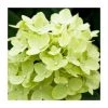 Hydrangea Forever & Ever 'Lime Green' | 5L Pot | Vibrant Ornamental Shrub -September Plants Shop PL925669 main image ec7f