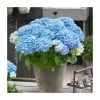 Hydrangea Forever & Ever 'Light Blue' | 5L Pot | Flowering Shrubs for Gardens