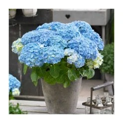Hydrangea Forever & Ever 'Light Blue' | 5L Pot | Flowering Shrubs for Gardens