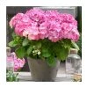 Hydrangea Forever & Ever 'Pink' | 5L Pot - Vibrant Flowering Shrub for Gardens