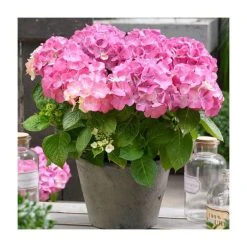 Hydrangea Forever & Ever 'Pink' | 5L Pot - Vibrant Flowering Shrub for Gardens
