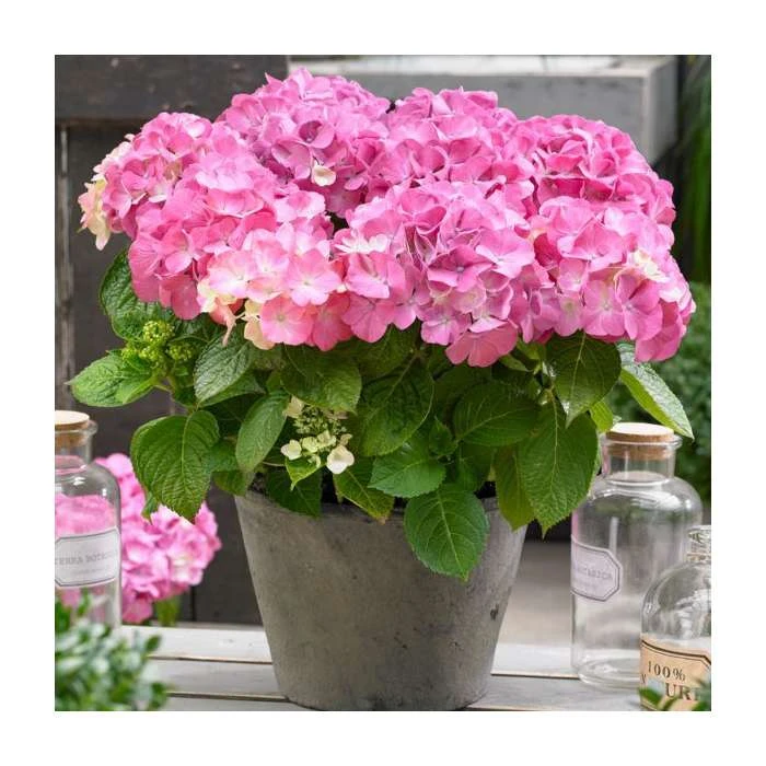 Hydrangea Forever & Ever 'Pink' | 5L Pot - Vibrant Flowering Shrub for Gardens 3 Hydrangea Forever & Ever 'Pink' | 5L Pot - Vibrant Flowering Shrub for Gardens
