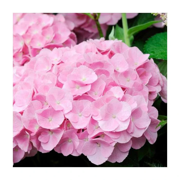 Hydrangea Forever & Ever 'Pink' | 5L Pot - Vibrant Flowering Shrub for Gardens 4 Hydrangea Forever & Ever 'Pink' | 5L Pot - Vibrant Flowering Shrub for Gardens - Image 2