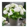 Hydrangea Forever & Ever 'White' | 5L Pot | Stunning Ornamental Shrub for Gardens 1 Hydrangea Forever & Ever 'White' | 5L Pot | Stunning Ornamental Shrub for Gardens -September Plants Shop PL925672 main image e3da