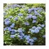 40cm Hydrangea Forever & Ever 'Dark Blue' | 5L Pot | Stunning Ornamental Shrub