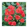 Geum 'Mrs J Bradshaw' | 10.5cm Pot | Vibrant Perennial Plant for Your Garden -September Plants Shop PL925723 main image 2d04