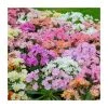 Lewisia cotyledon 'Elise' Mix - 3 Pack of 10.5cm Pots | Hardy Perennial Plants for Garden & Containers