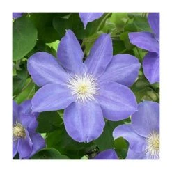 50-90cm Clematis 'Beauty Of Worcester' | 3L Pot | Stunning Climbing Plant for Gardens