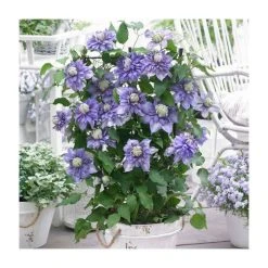 50-90cm Clematis 'Diamentina' | 3L Pot | Vibrant Climbing Plant for Gardens