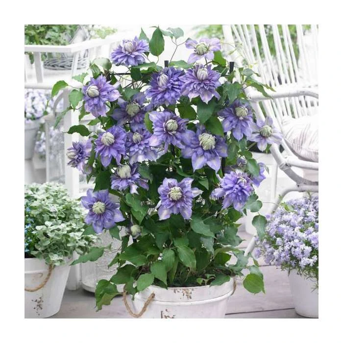 50-90cm Clematis 'Diamentina' | 3L Pot | Vibrant Climbing Plant for Gardens 3 50-90cm Clematis 'Diamentina' | 3L Pot | Vibrant Climbing Plant for Gardens