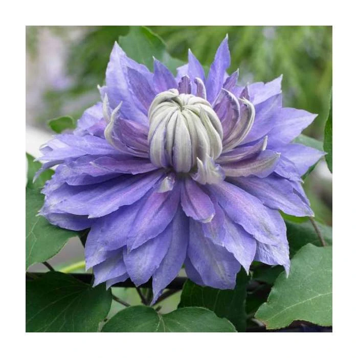50-90cm Clematis 'Diamentina' | 3L Pot | Vibrant Climbing Plant for Gardens 4 50-90cm Clematis 'Diamentina' | 3L Pot | Vibrant Climbing Plant for Gardens - Image 2