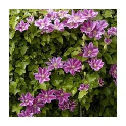 50-90cm Clematis 'Dr Ruppel' | 3L Pot | Vibrant Climbing Plant for Gardens