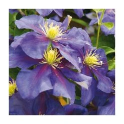 50-90cm Clematis 'General Sikorski' | 3L Pot | Premium Climbing Plant for Gardens -September Plants Shop PL9282 add image 1 0055