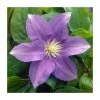 50-90cm Clematis 'General Sikorski' | 3L Pot | Premium Climbing Plant for Gardens -September Plants Shop PL9282 main image 3e94