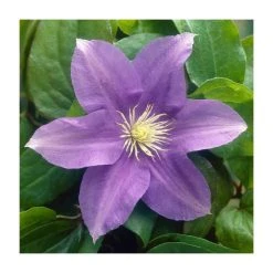 50-90cm Clematis 'General Sikorski' | 3L Pot | Premium Climbing Plant for Gardens
