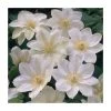 50-90cm Clematis 'Guernsey Cream' | 3L Pot | Premium Climbing Plant for Gardens -September Plants Shop PL9283 main image b974