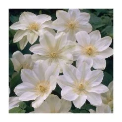 50-90cm Clematis 'Guernsey Cream' | 3L Pot | Premium Climbing Plant for Gardens