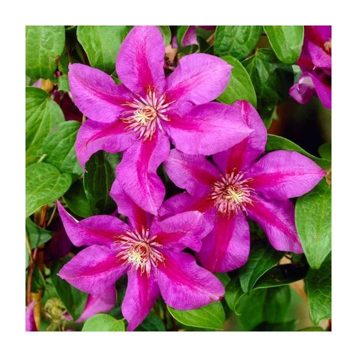 50-90cm Clematis 'Mrs N Thompson' | 3L Pot | Vibrant Purple Blooms | Climbing Plant for Gardens 3 50-90cm Clematis 'Mrs N Thompson' | 3L Pot | Vibrant Purple Blooms | Climbing Plant for Gardens