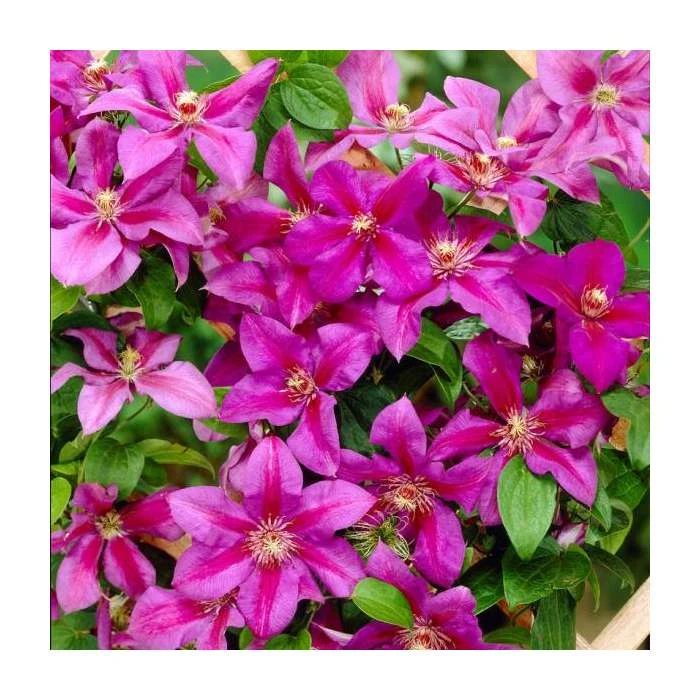 50-90cm Clematis 'Mrs N Thompson' | 3L Pot | Vibrant Purple Blooms | Climbing Plant for Gardens 4 50-90cm Clematis 'Mrs N Thompson' | 3L Pot | Vibrant Purple Blooms | Climbing Plant for Gardens - Image 2
