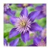 50-90cm Clematis 'Multi Blue' | 3L Pot | Stunning Climbing Plant for Gardens 1 50-90cm Clematis 'Multi Blue' | 3L Pot | Stunning Climbing Plant for Gardens -September Plants Shop PL9288 main image 0138