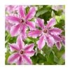 50-90cm Clematis 'Ooh La La' | 3L Pot | Stunning Climbing Plant for Gardens -September Plants Shop PL9289 main image 59bb