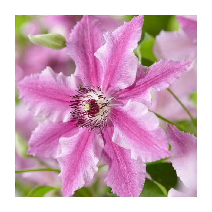 50-90cm Clematis 'Ooh La La' | 3L Pot | Stunning Climbing Plant for Gardens 4 50-90cm Clematis 'Ooh La La' | 3L Pot | Stunning Climbing Plant for Gardens - Image 2