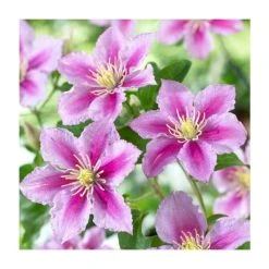50-90cm Clematis 'Piilu' | 3L Pot | Hardy Climbing Plant for Gardens & Patios