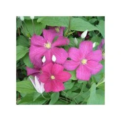 50-90cm Clematis 'Remembrance' | 3L Pot | Climbing Plant for Gardens & Patios