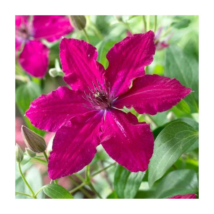50-90cm Clematis 'Ruby Wedding' | 3L Pot | Vibrant Climbing Plant for Gardens 3 50-90cm Clematis 'Ruby Wedding' | 3L Pot | Vibrant Climbing Plant for Gardens