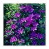 50-90cm Clematis 'The President' | 3L Pot | Premium Climbing Plant for Gardens