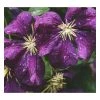 50-90cm Clematis Viticella 'Etoile Violette' | 3L Pot | Hardy Climbing Plant | Purple Blooms -September Plants Shop PL9297 main image 12cb