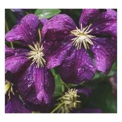 50-90cm Clematis Viticella 'Etoile Violette' | 3L Pot | Hardy Climbing Plant | Purple Blooms