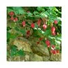 50-90cm Trailing Abutilon (Abutilon Megapotamicum) | Evergreen Climbing Plant in 3L Pot -September Plants Shop PL9298 main image 90b5
