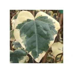 50-90cm Algerian Ivy Plant | 3L Pot | Hedera Canariensis 'Gloire de Marengo' | Shade-Tolerant Climbing Plant