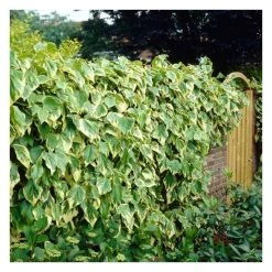 50-90cm Persian Ivy Plant | 3L Pot | Hedera Colchica 'Dentata Variegata' | Climbing Plants for Indoor & Outdoor