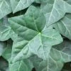 50-90cm Irish Ivy Plant (Hedera Hibernica) | 3L Pot | Fast-Growing Climbing Plant for Shade -September Plants Shop PL9302 main image abb6