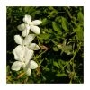 50-90cm Jasminum Officinale 'Clotted Cream' | Fragrant Climbing Plant for Shade | 3L Pot -September Plants Shop PL9304 main image efee