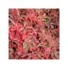50-90cm Chinese Virginia Creeper (Parthenocissus Henryana) | 3L Pot | Fast-Growing Climbing Plant for Shade -September Plants Shop PL9311 main image de62