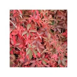 50-90cm Chinese Virginia Creeper (Parthenocissus Henryana) | 3L Pot | Fast-Growing Climbing Plant for Shade