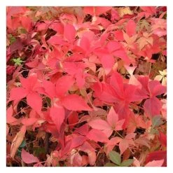 50-90cm Virginia Creeper Plant | 3L Pot | Parthenocissus Quinquefolia | Shade-Tolerant Climbing Plant