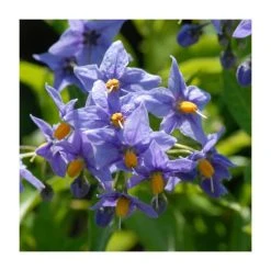 50-90cm Chilean Potato Tree (Solanum Glasnevin) | Evergreen Climbing Plant in 2.5L Pot