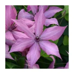 50-90cm Clematis 'Giselle' | 3L Pot | Premium Climbing Plant for Gardens