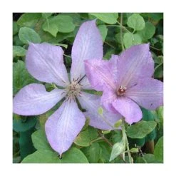 50-90cm Clematis 'Margaret Hunt' | 3L Pot | Hardy Climbing Plant for Gardens
