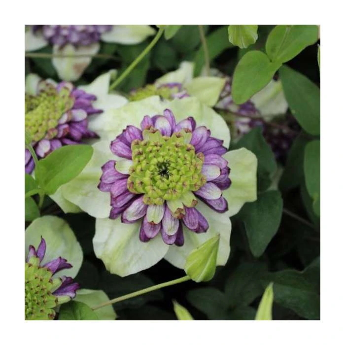 50-90cm Clematis 'Vienetta' | 3L Pot | Stunning Climbing Plant for Gardens 3 50-90cm Clematis 'Vienetta' | 3L Pot | Stunning Climbing Plant for Gardens